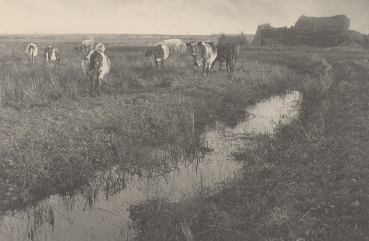 Cattle on the Marshes   1242889   no       norwegian Successfully Translated  Original: Standing Courtesan Translat: Standing Courtesan 1363654 no norwegian Successfully Translated Original: Oude man met wandeltstok Translat: Oude man met wandeltstok 13301 av Peter Henry Emerson and T.F. Goodall