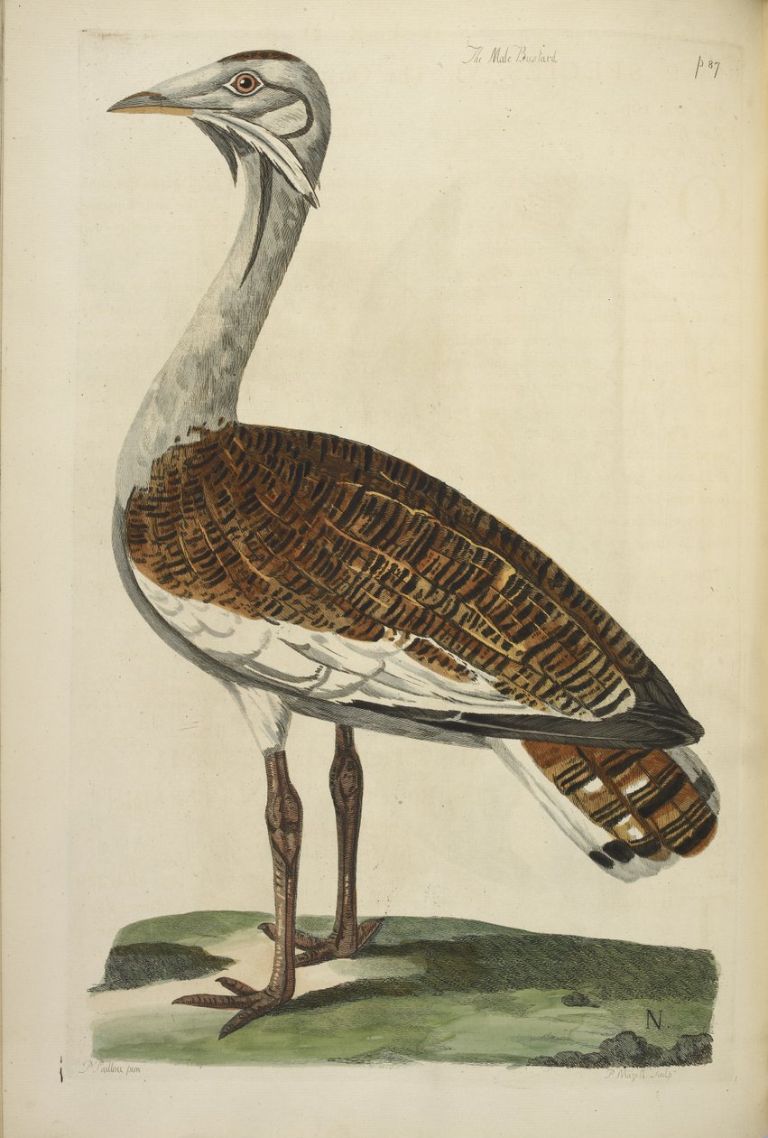 The Male Bustard, illustrasjon fra 