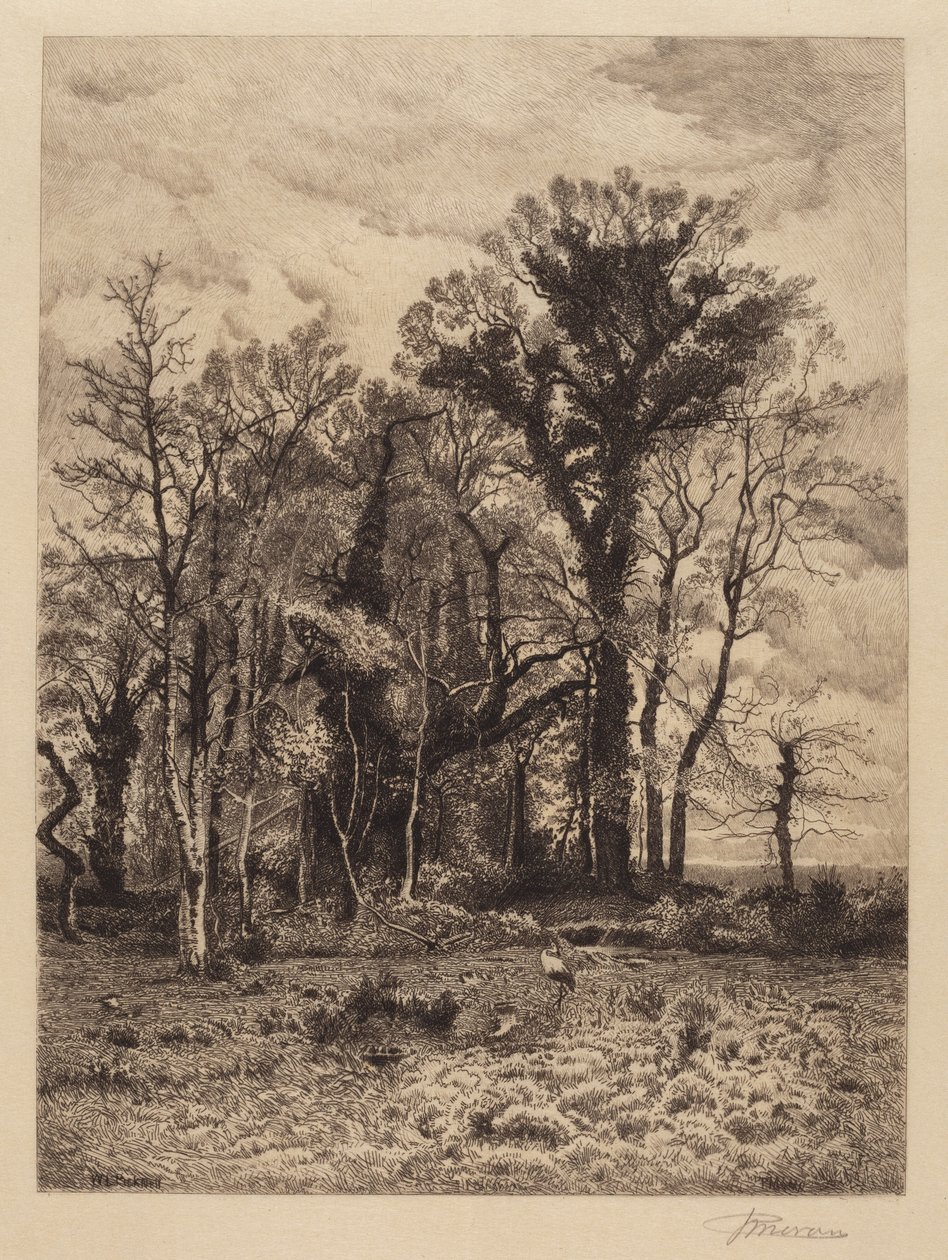 The Edge of the Swamp av Peter Moran