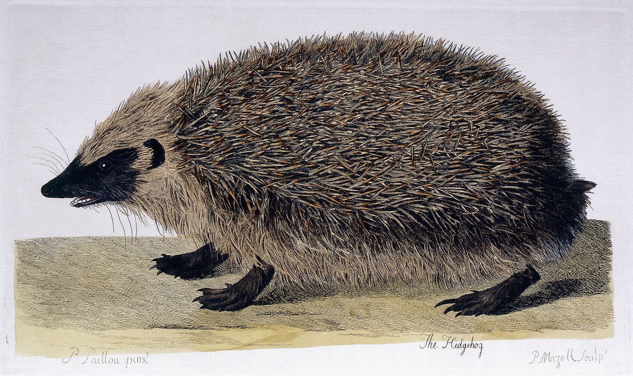 Pinnsvinet, 1761-1766 av Peter Paillou