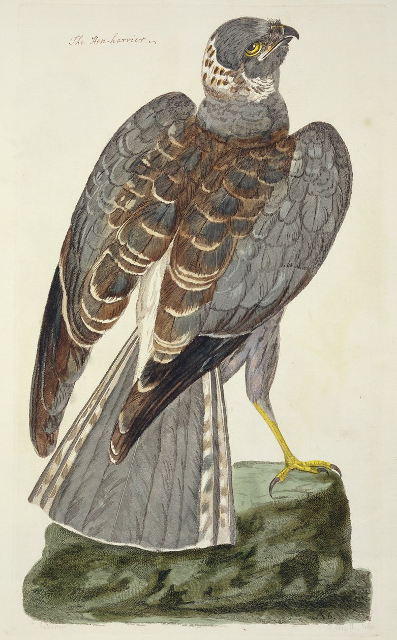 Henneharer-platen (Circus cyaneus) fra 