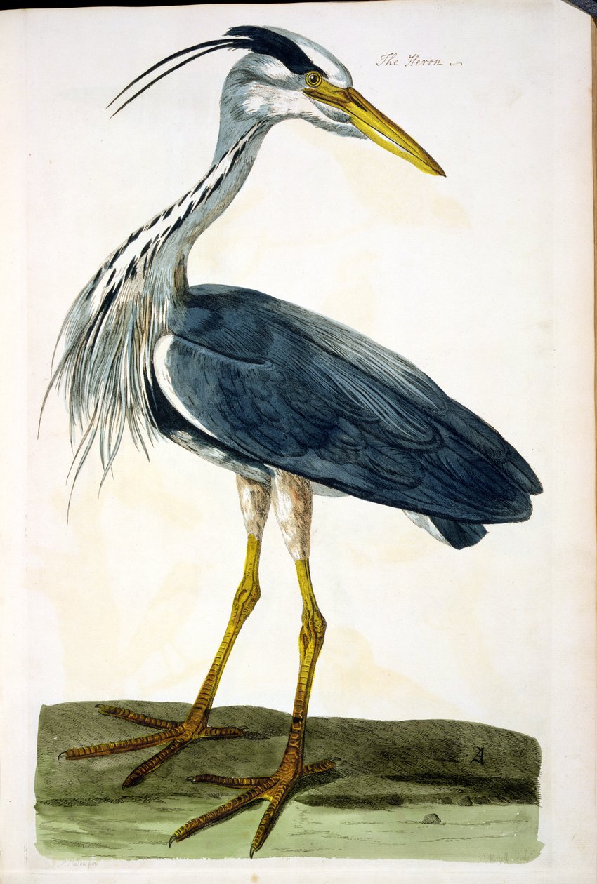 The Heron (Ardea cinerea) tallerken fra 