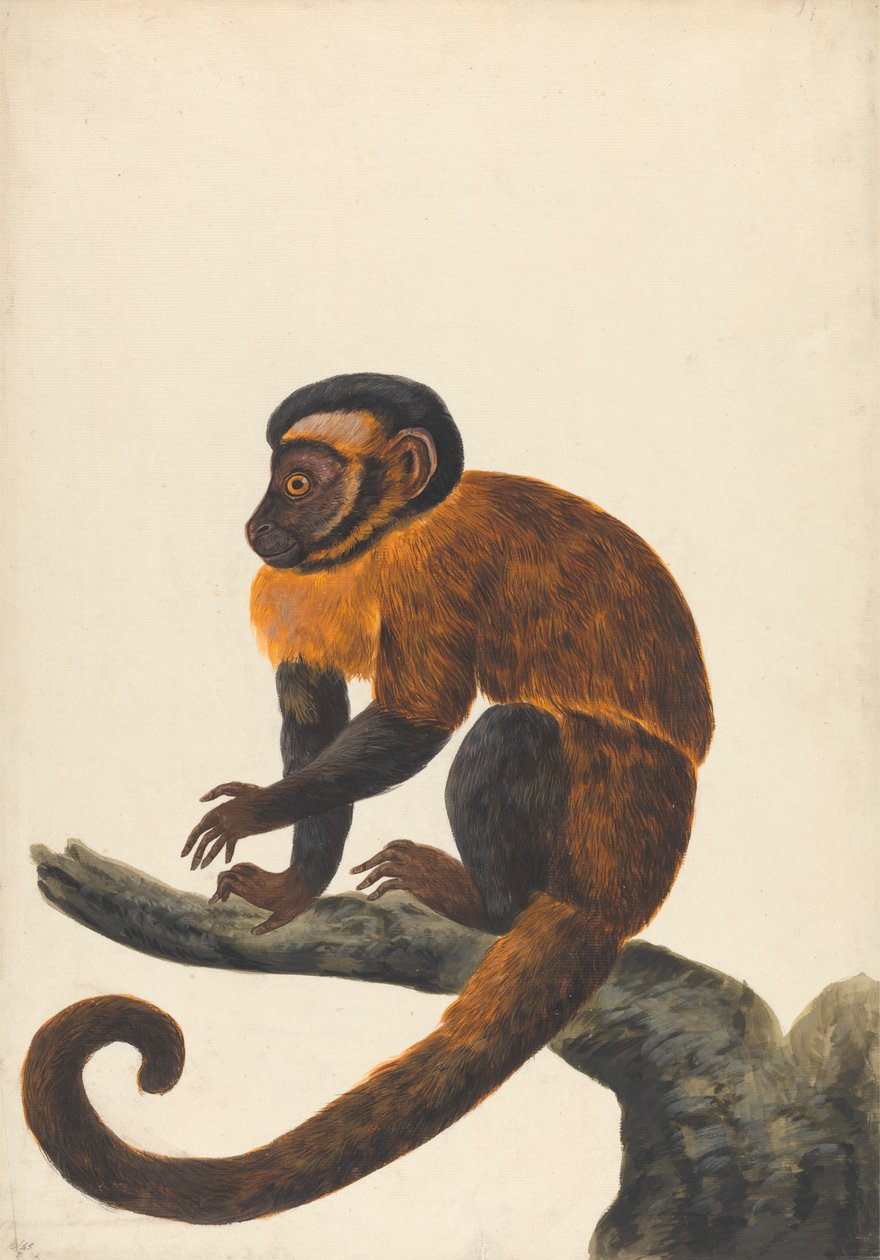 En kapusiner av Peter Paillou the younger