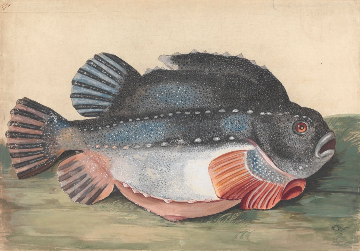 Lumpsucker (hann) av Peter Paillou the younger