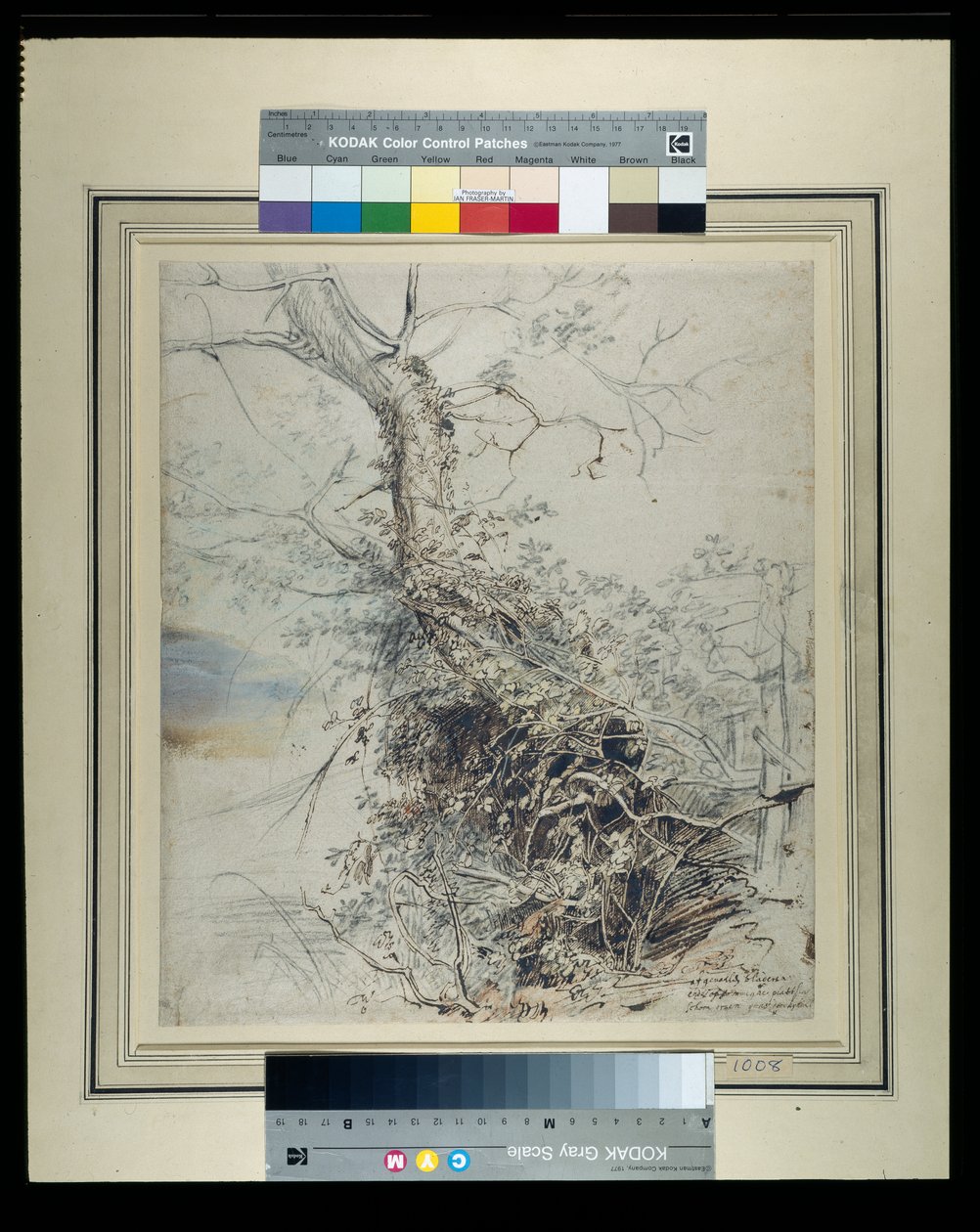 Et døende tre, stammen dekket med høner, ved siden av et gjerde, ca. 1618-20 (penn og blekk over kritt med vask på papir) av Peter Paul Rubens