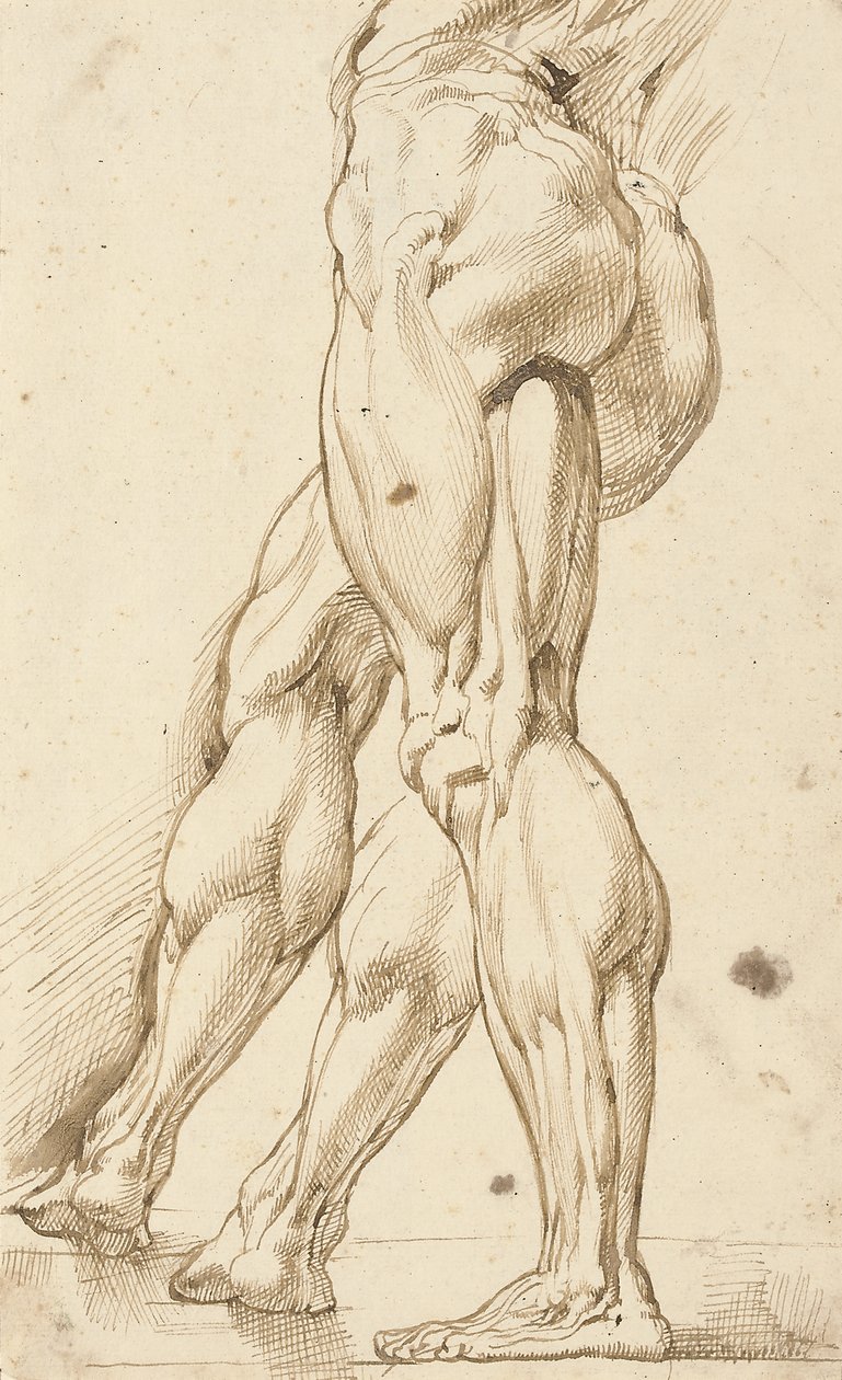 En écorché-studie av bena til en mannlig naken, med en subsidiær studie av høyre ben av Peter Paul Rubens