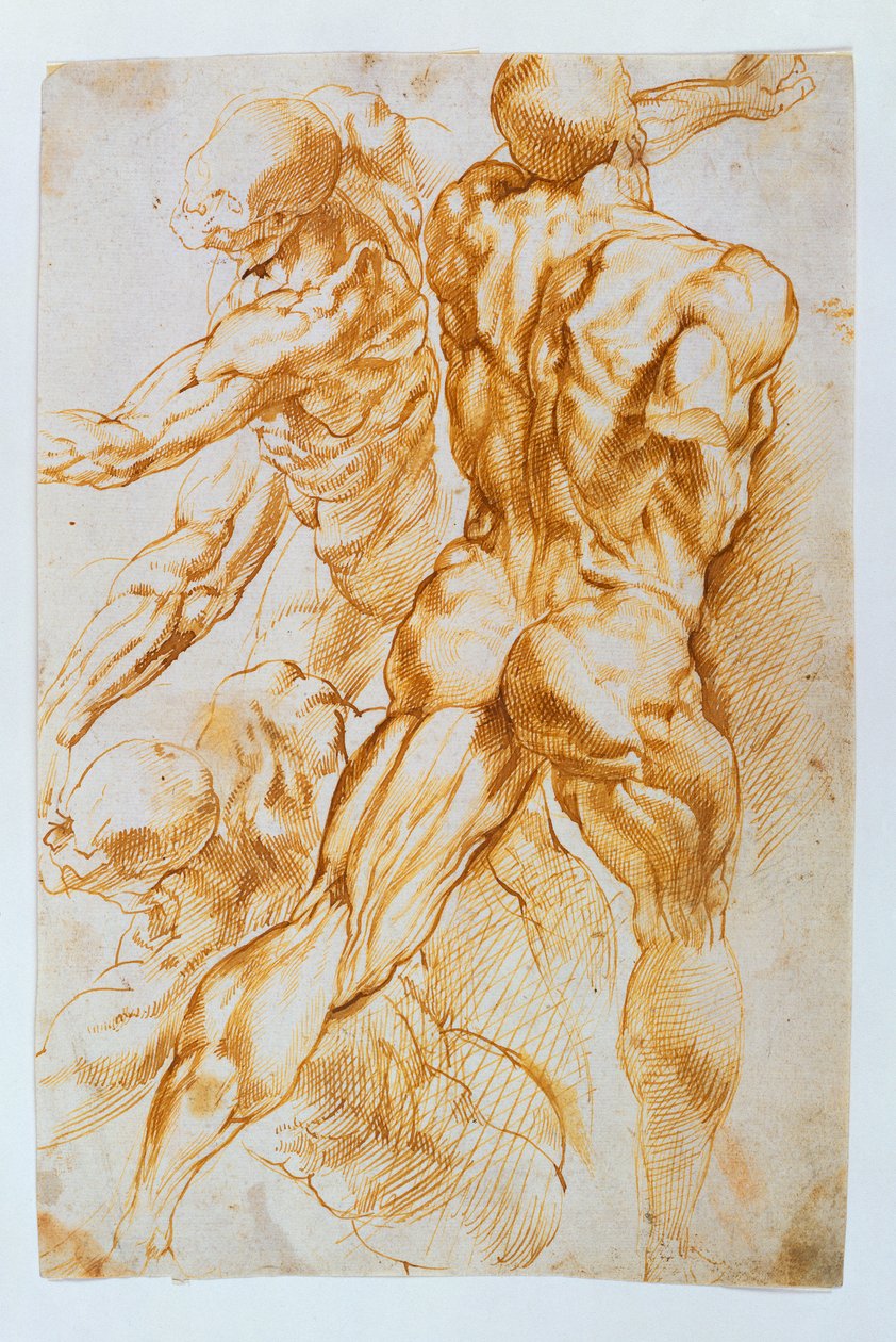 Anatomiske studier: Nakenbilder i kamp av Peter Paul Rubens
