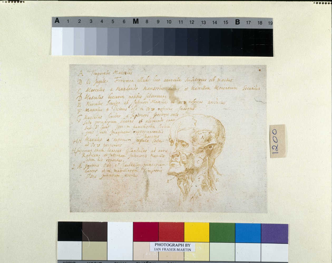 Ecorché-hode, med trekkene til keiser Galba (penn og brunt blekk på hvitt papir) av Peter Paul Rubens