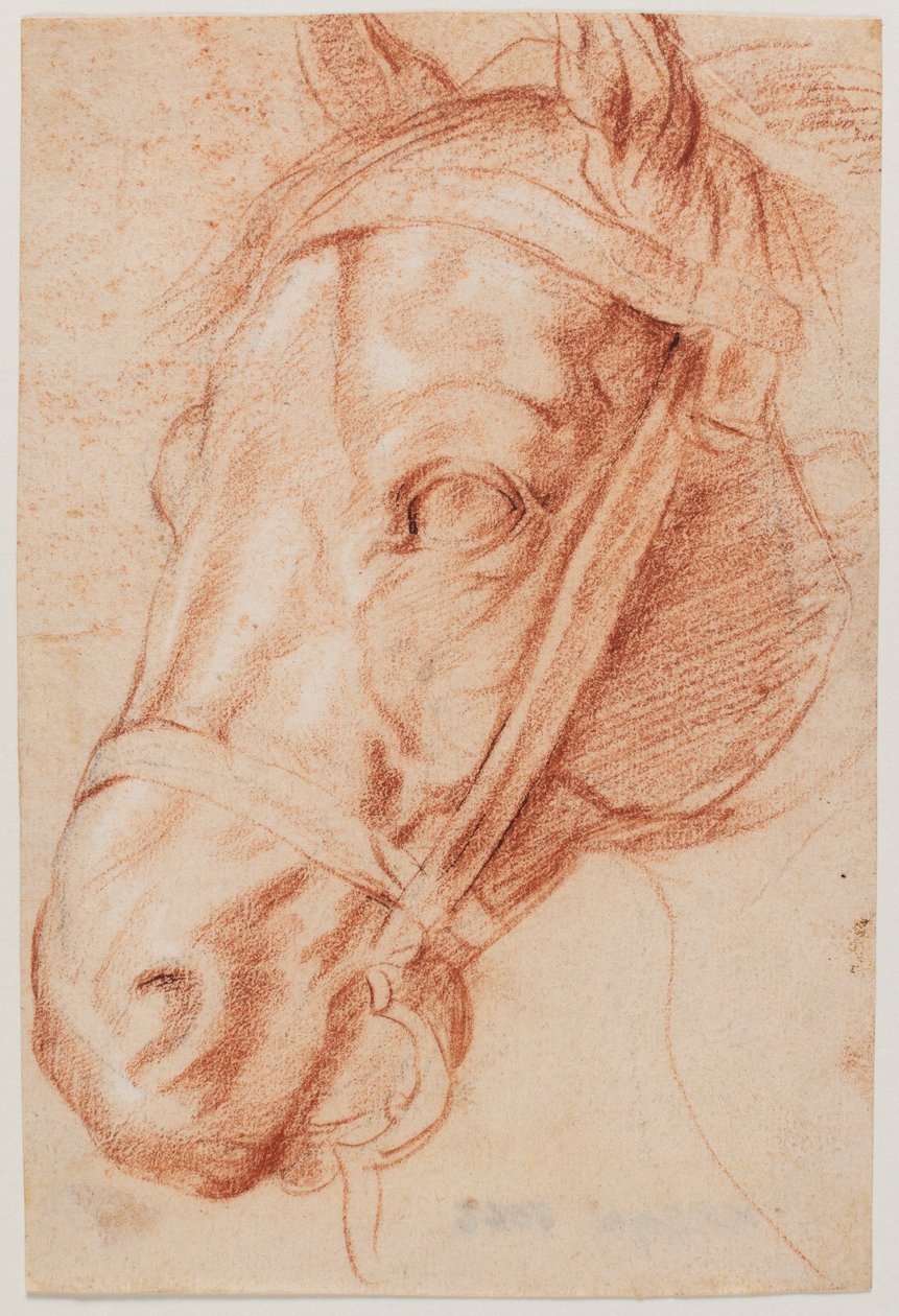 Hestehode av Peter Paul Rubens
