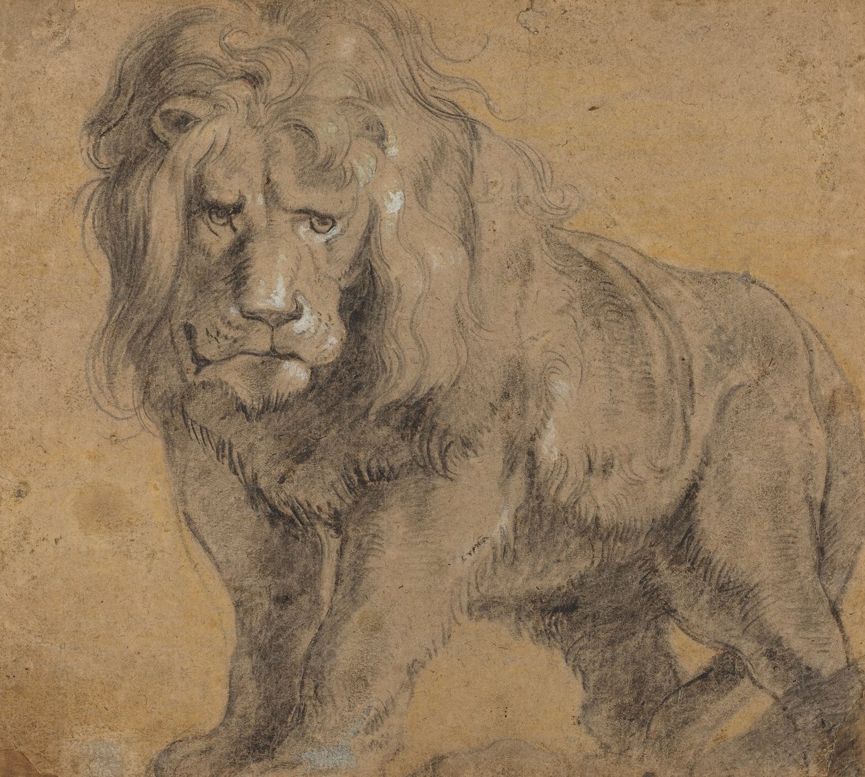 Løve, ca. 1612-13 (svart kritt på papir) av Peter Paul Rubens