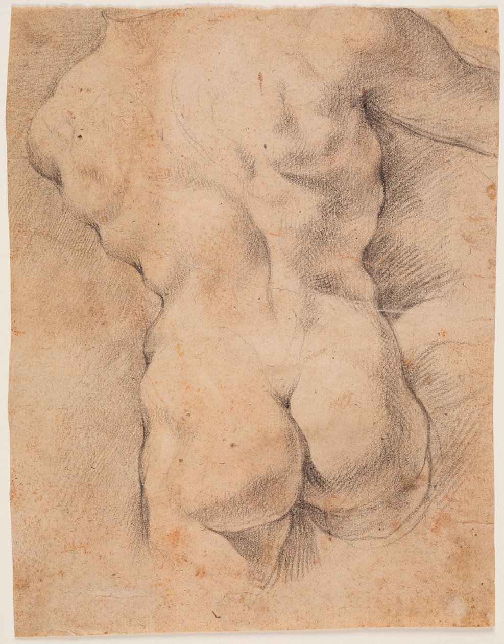 Mannlig torso sett bakfra av Peter Paul Rubens