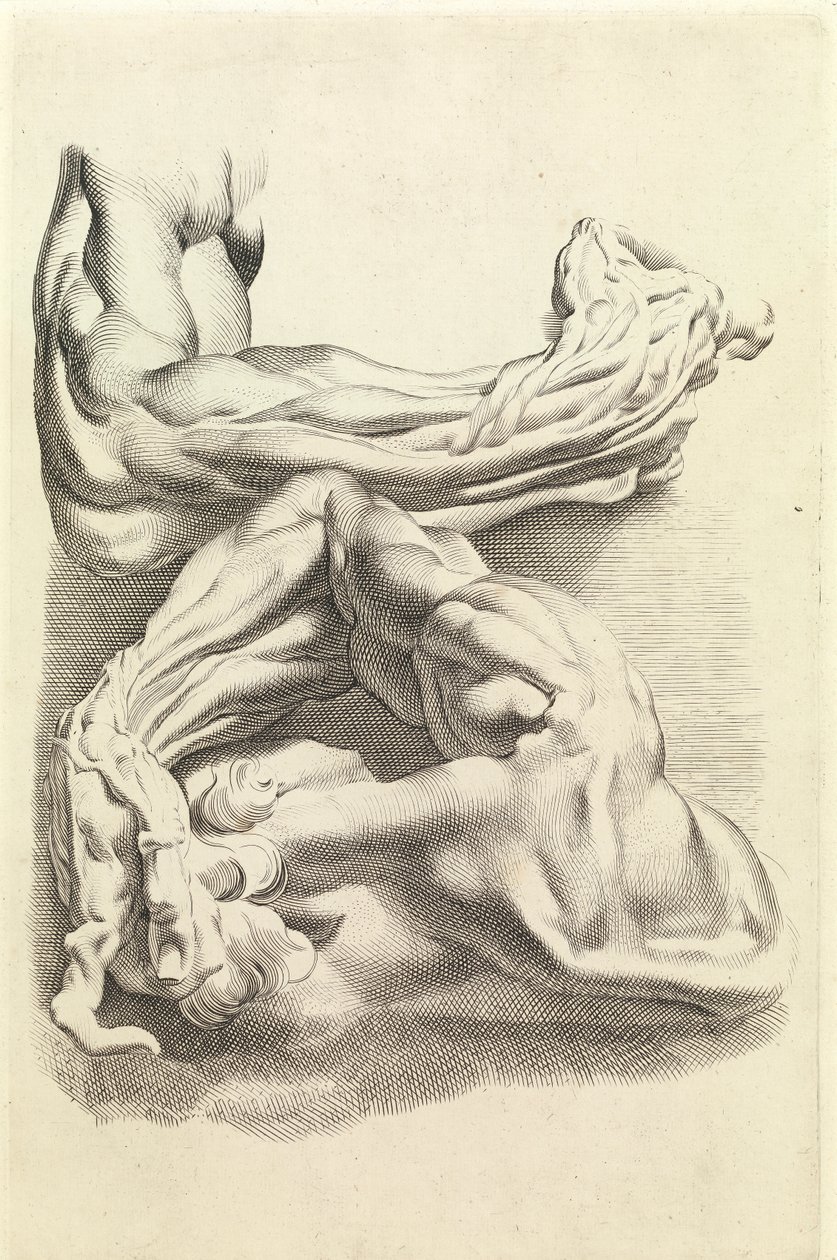 Muskler (gravering) av Peter Paul Rubens