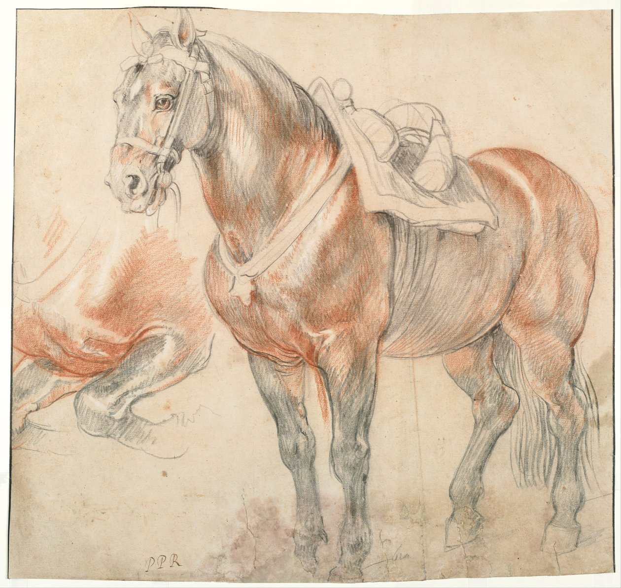 Sadelt hest, ca. 1616-1618 av Peter Paul Rubens