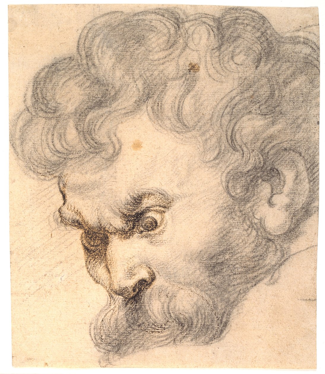 Studie fra «Samson og løven». Samsons ansikt av Peter Paul Rubens
