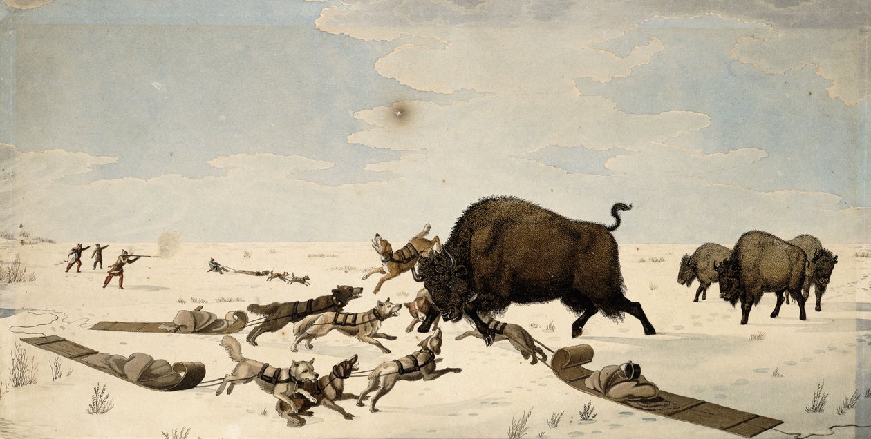 Buffalo Hunt, ca. 1822-1824 av Peter Rindisbacher