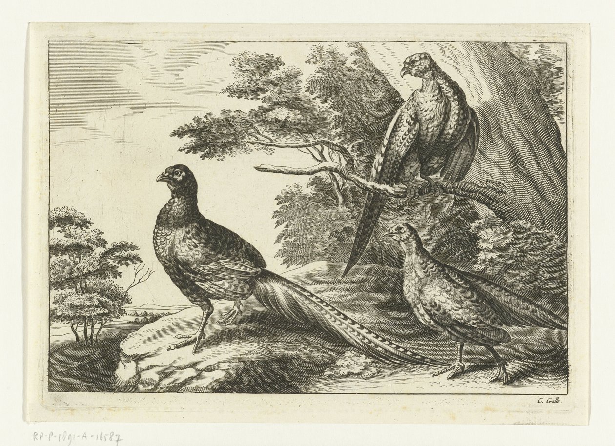 Tre fasaner Diversarum avium arter (serietittel) Forskjellige fugler (serietittel) av Peter van Liesebetten