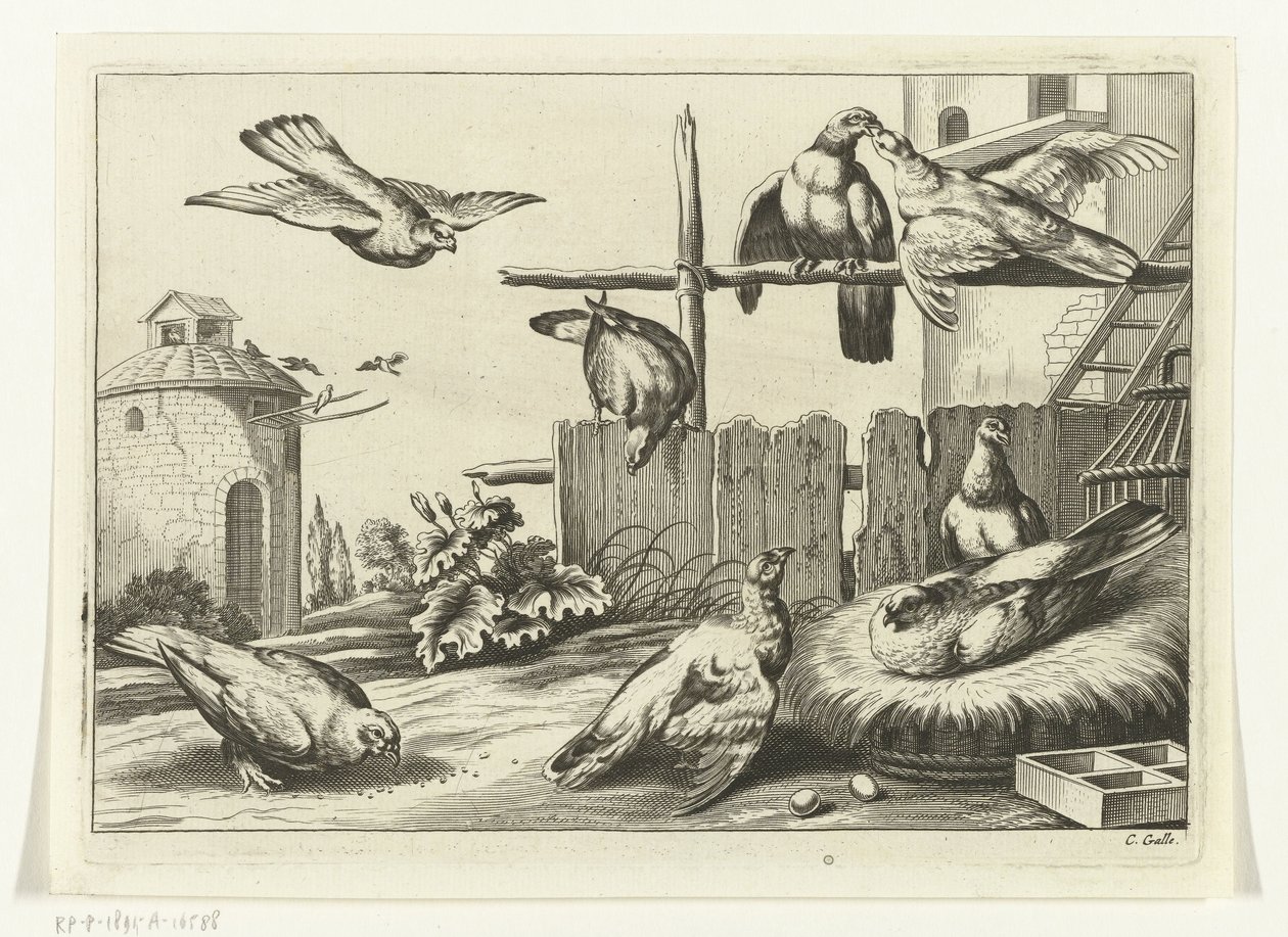 Duer ved et dueslag Diversarum avium arter (serietittel) Forskjellige fugler (serietittel) av Peter van Liesebetten
