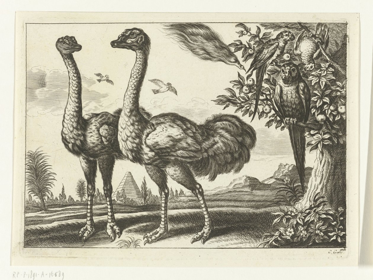 To strutser Diversarum avium arter (serietittel) Forskjellige fugler (serietittel) av Peter van Liesebetten