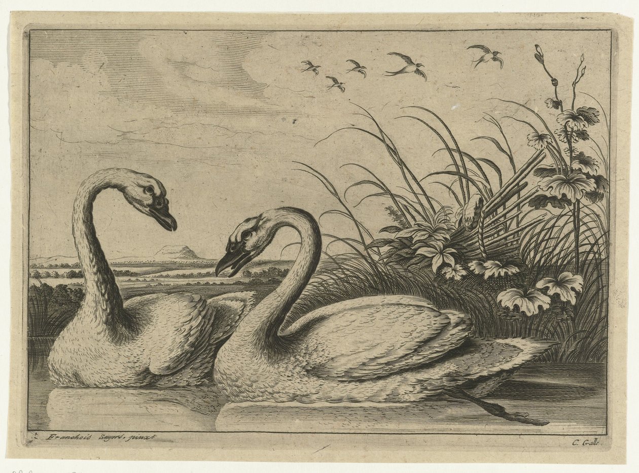 To svaner Diversarum avium arter (serietittel) Diverse fugler (serietittel) av Peter van Liesebetten