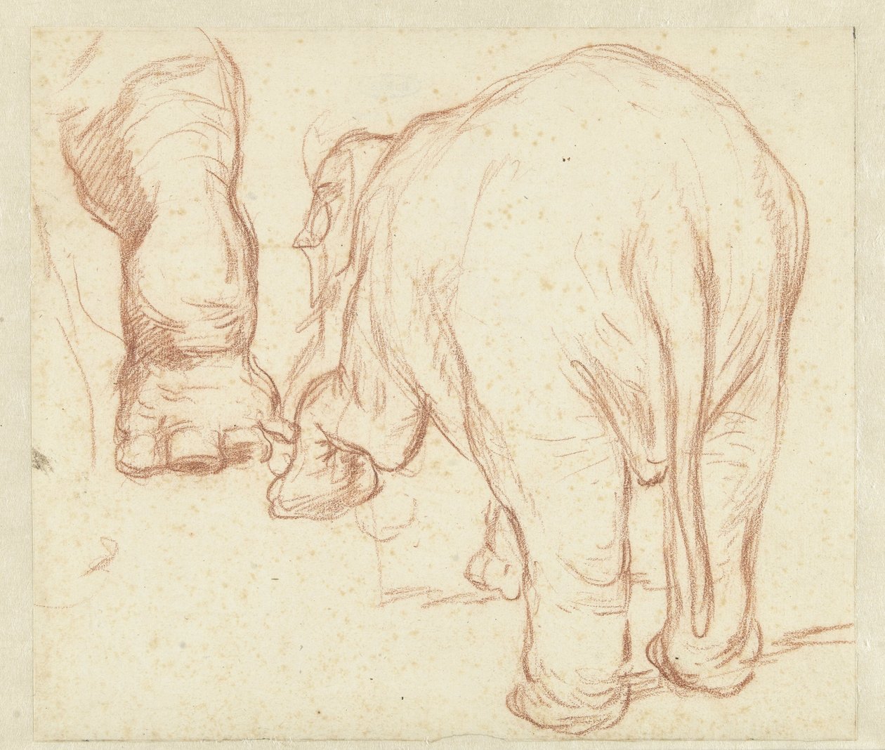 Stående elefant, bakfra og ett ben av Petrus Camper