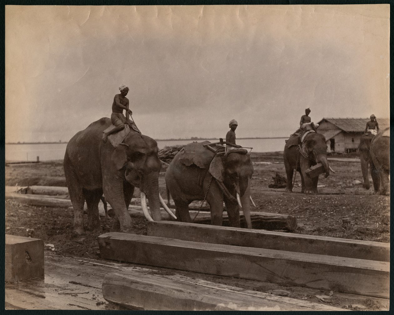 Arbeid med elefanter, ca. 1880 (albumintrykk) av Philip Adolphe Klier