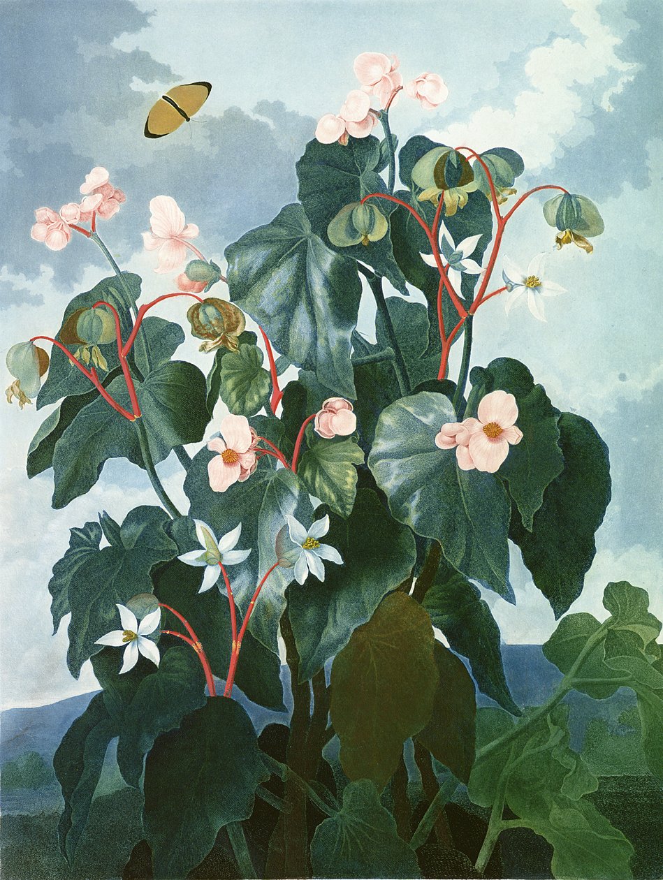 The Oblique-leaved Begonia, gravert av Caldwell, fra 