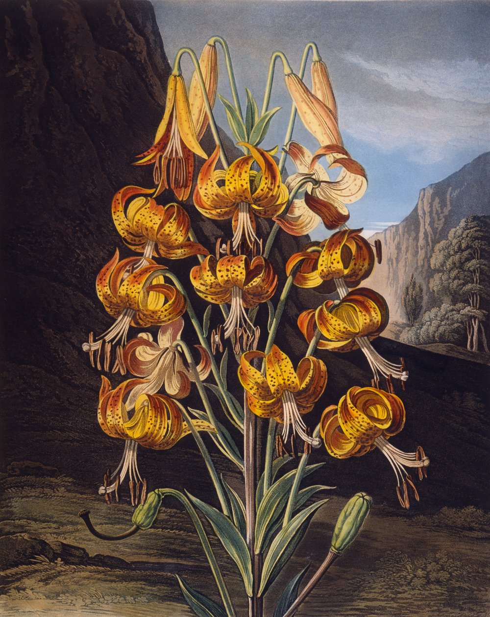 The Superb Lily, fra 'The Temple of Flora' av Robert Thornton, gravert av Richard Earlom (1743-1822) utgitt 1799 (fargegravering) av Philip Reinagle
