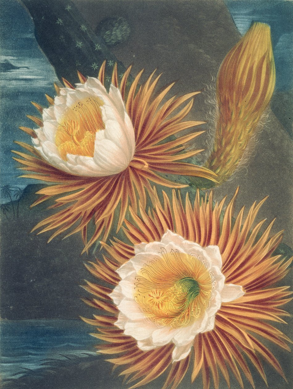 The Night-Blowing Cereus, fra The Temple of Flora av Robert Thornton, utgitt 1812 av Philip after Reinagle