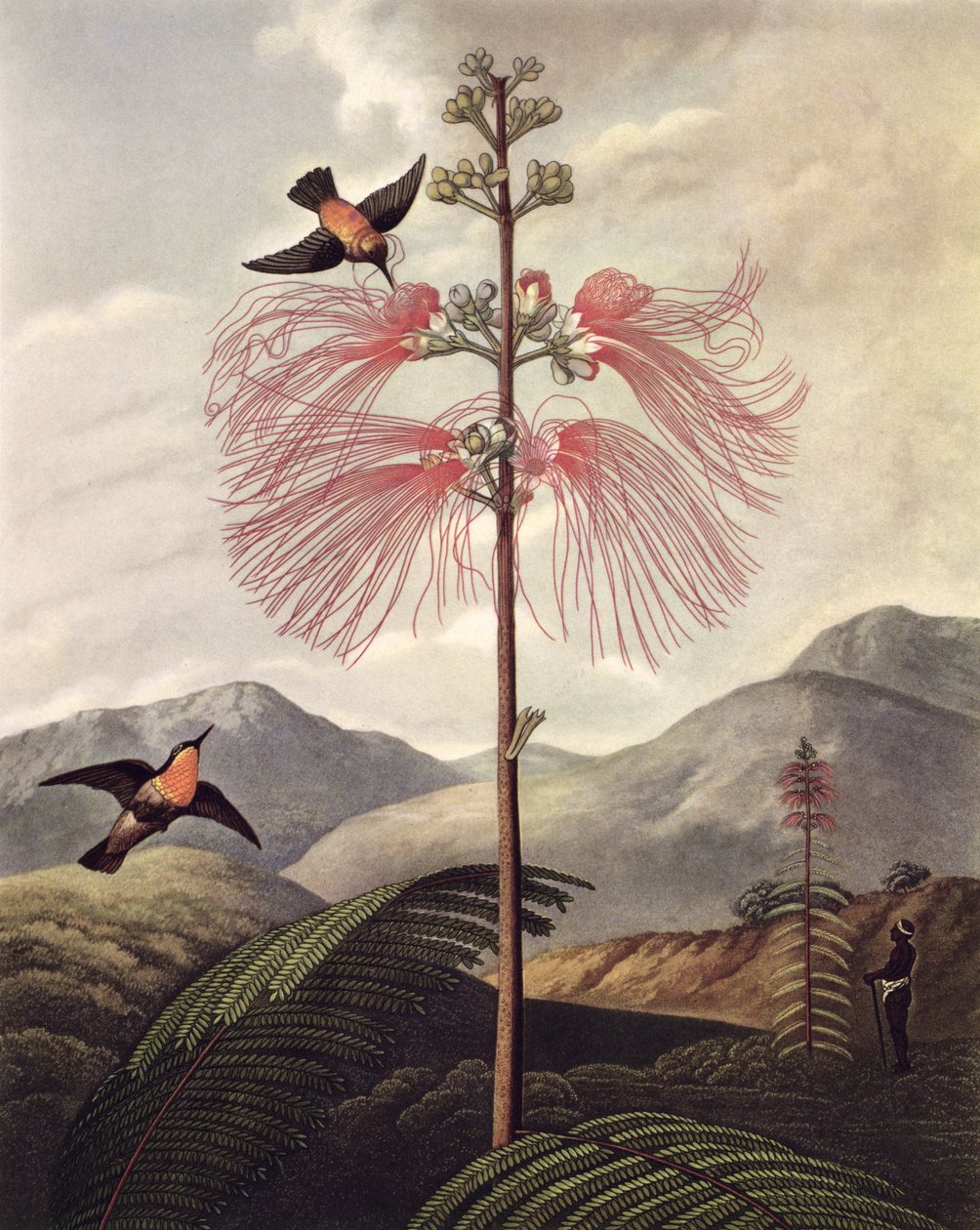 Stor blomstrende følsom plante, gravert av Thomas Medland (ca. 1765 – 1833), ca. 1799-1807 (akvatint og stipple) av Philip (after) Reinagle