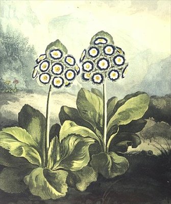 Primrose: Primula auricula, gravert av Sutherland, fra Robert Thorntons "Temple of Flora" 1807 av Philip (after) Reinagle