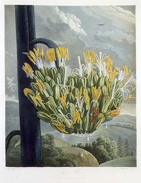 The Aloe, gravert av Medland, fra 
