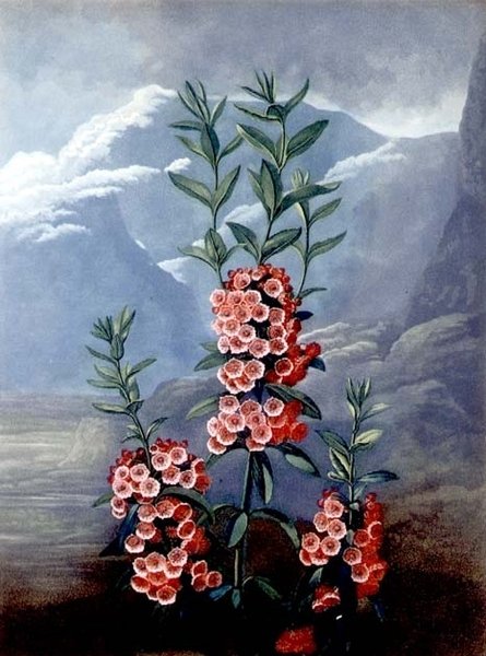 The Narrow-leaved Kalmia eller Mountain Laurel, gravert av Caldwell, fra "The Temple of Flora", pub. 1804 (farget gravering) av Philip (after) Reinagle