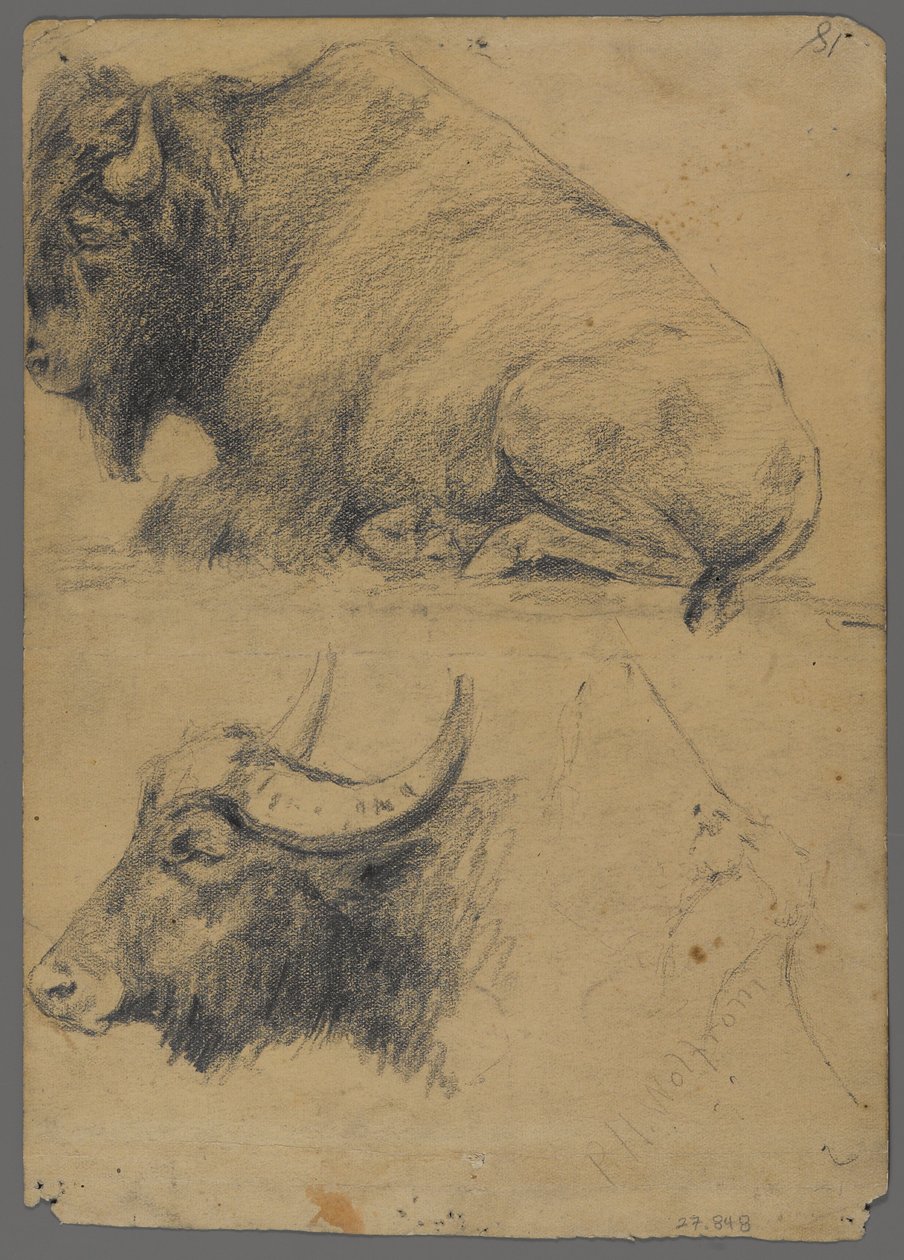 Bison og hode av vannbøffel (grafitt på papir) av Philip H. Wolfrom