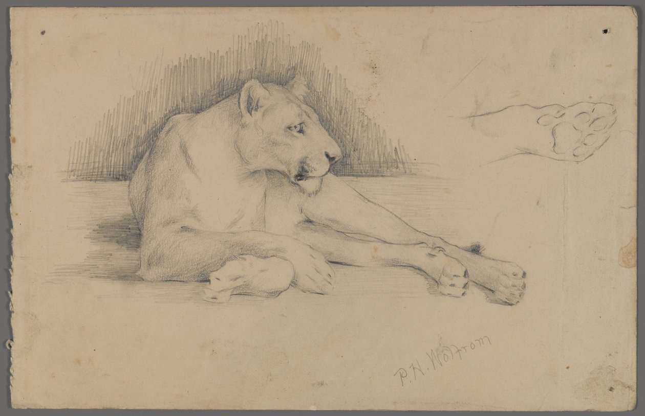 Sittende løvinne (grafitt på papir) av Philip H. Wolfrom
