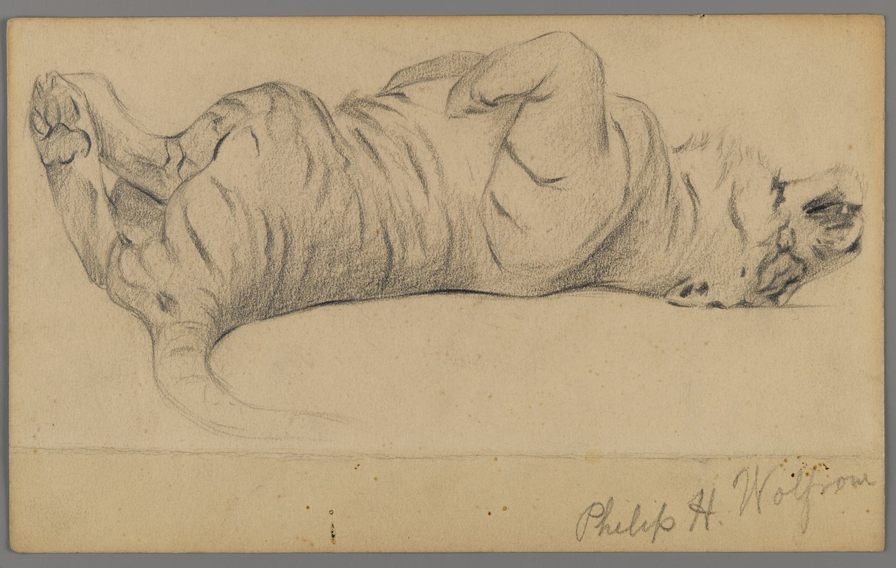 Sovende tiger (grafitt på papir) av Philip H. Wolfrom