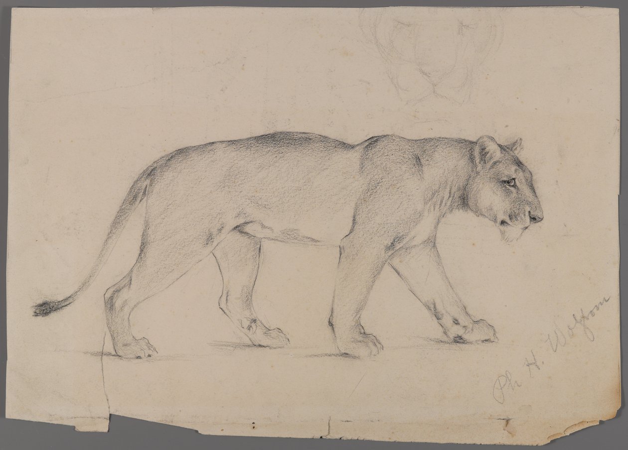 Striding løvinne (grafitt på papir) av Philip H. Wolfrom