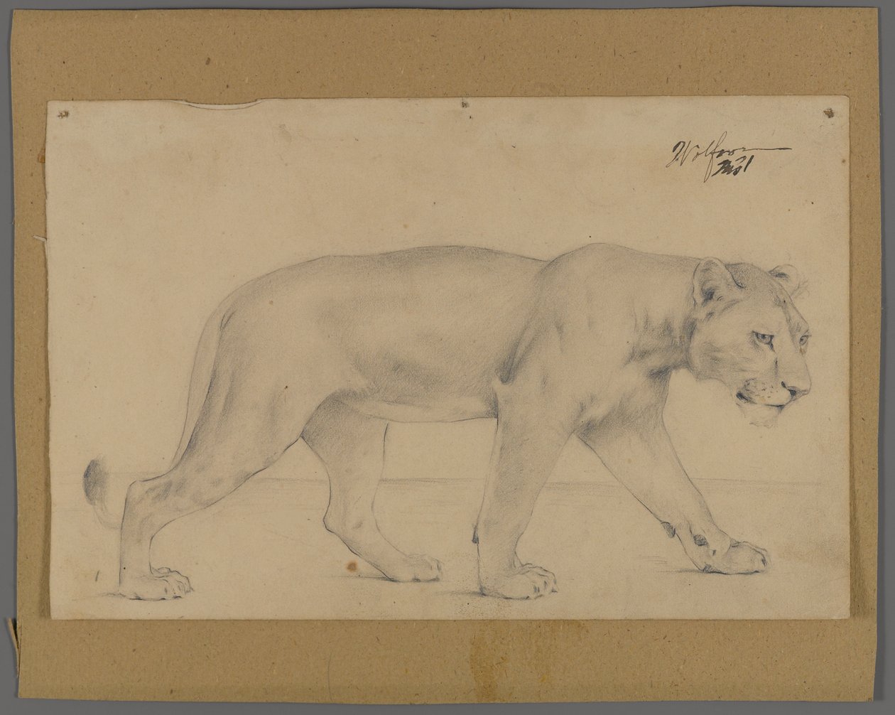 Striding løvinne (grafitt på papir montert på papp) av Philip H. Wolfrom