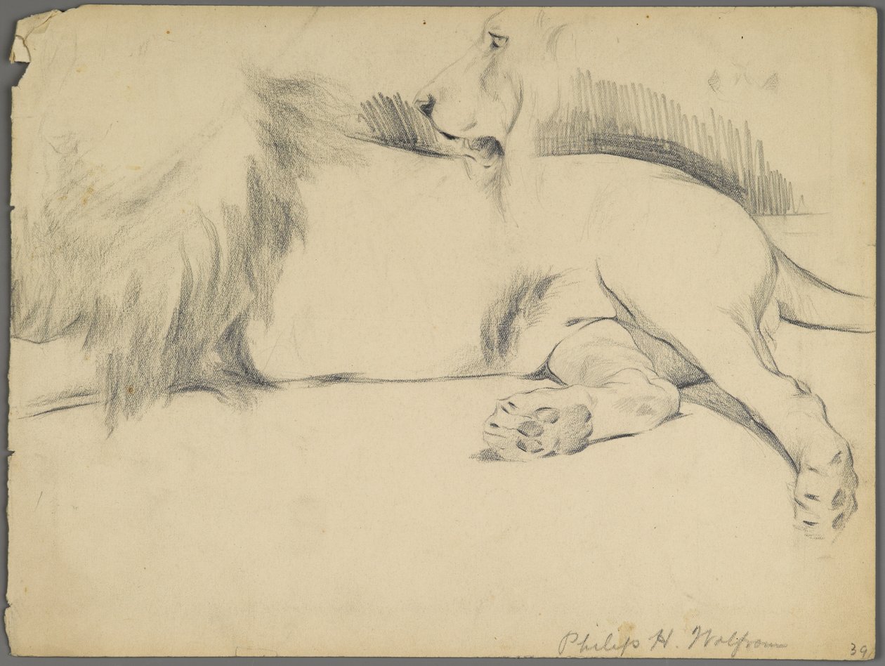 Studier av en løve (grafitt på papir) av Philip H. Wolfrom