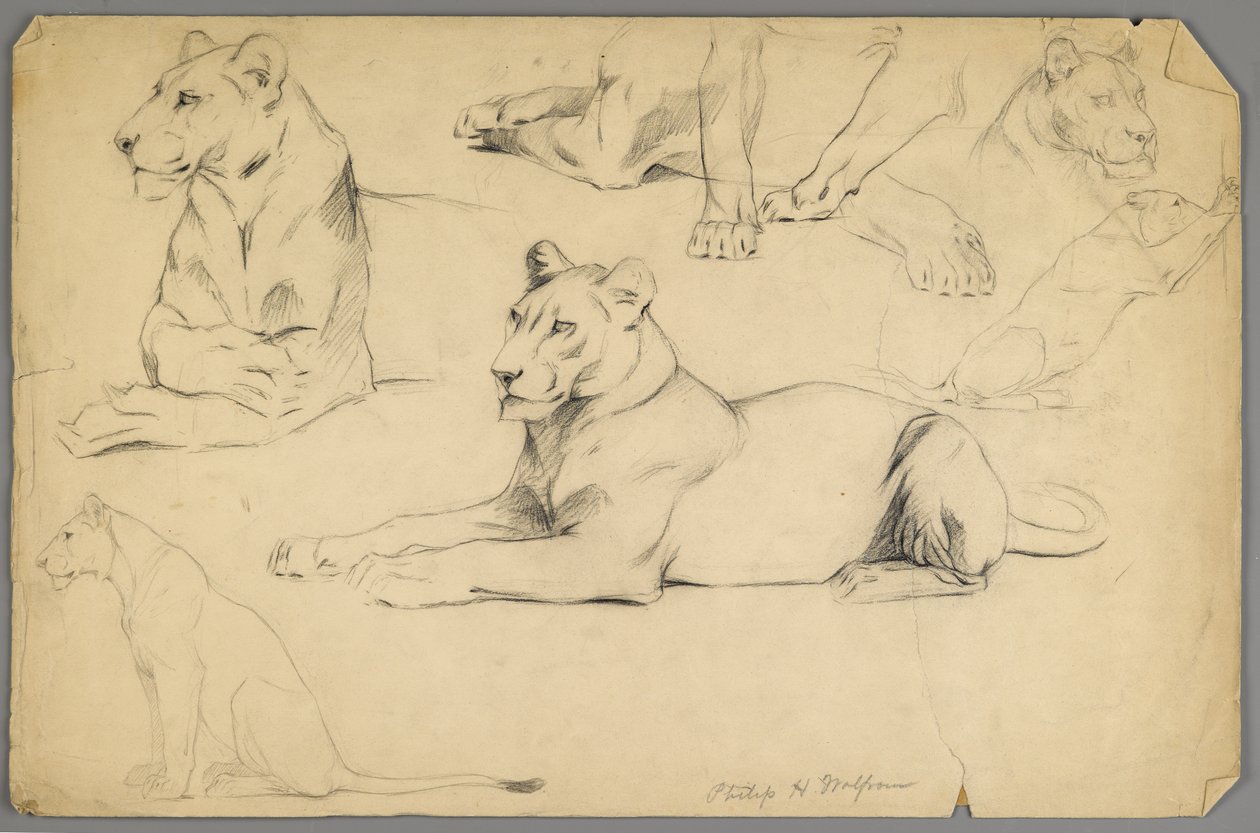 Studier av en løvinne (grafitt og kull på papir) av Philip H. Wolfrom