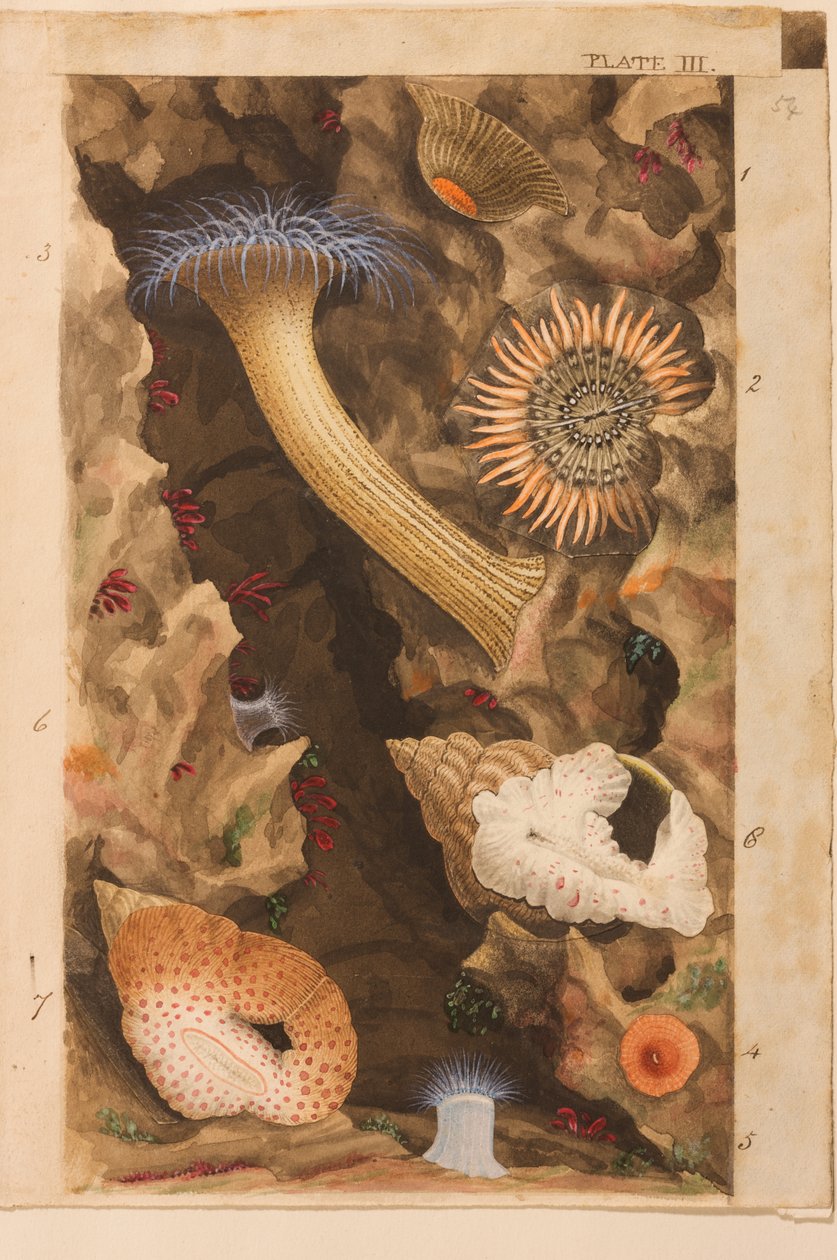 Plate III, studie for 