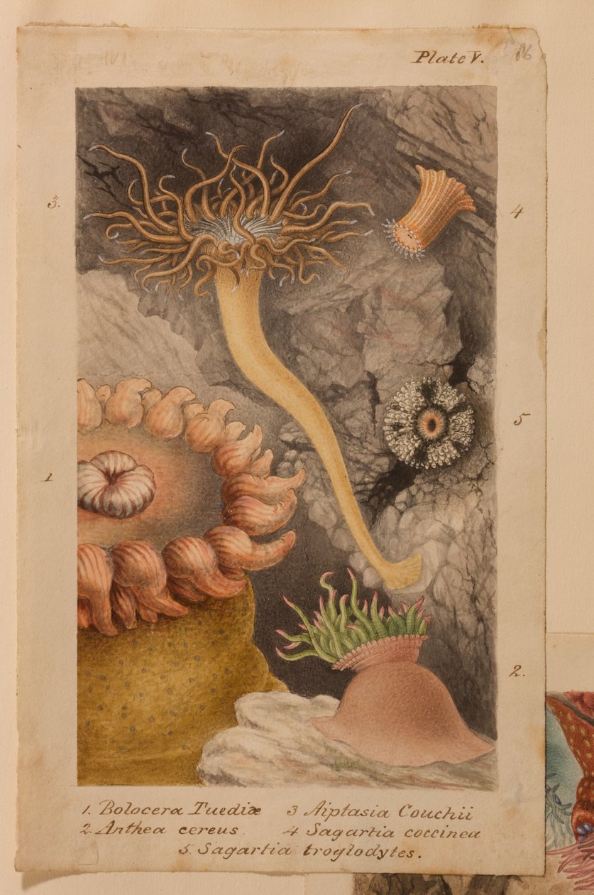 Plate V, studie for 