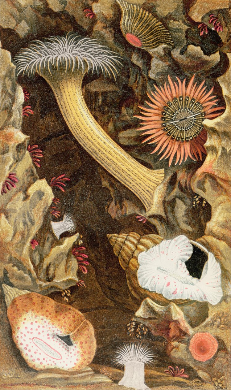 Snake Locked Anemones, plate III fra 