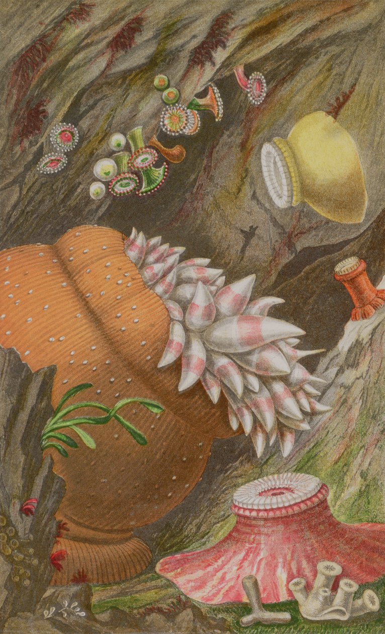 The Crimson Imperial, the Yellow Imperial and the Globehorn, plate IX fra Actinologia Britannica: A History of the British Sea Anemones and Corals, 1860 (chromolitho) av Philip Henry Gosse