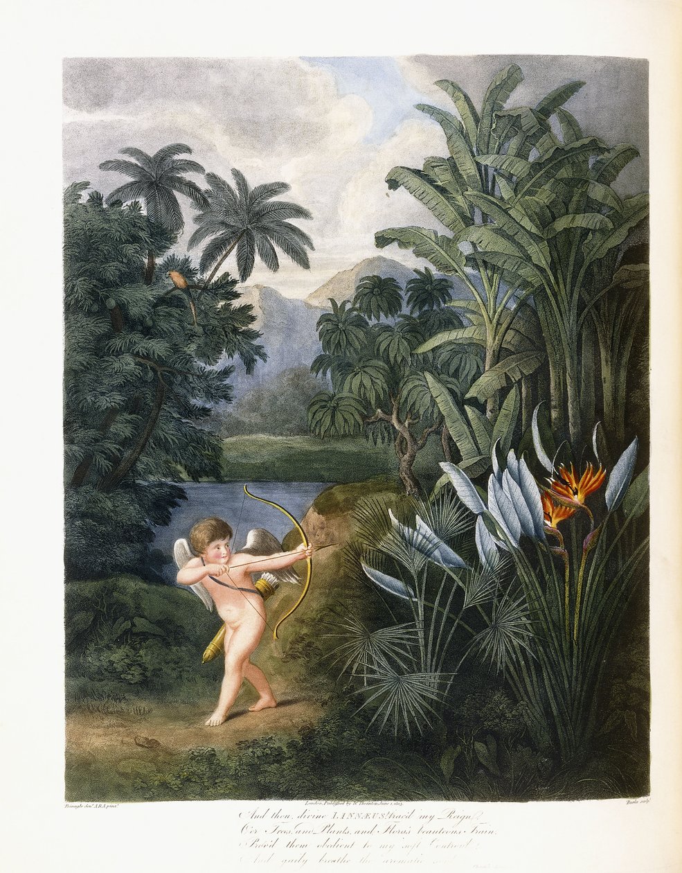 Og så guddommelige Linné, ca. 1796-1807 av Philip Reinagle