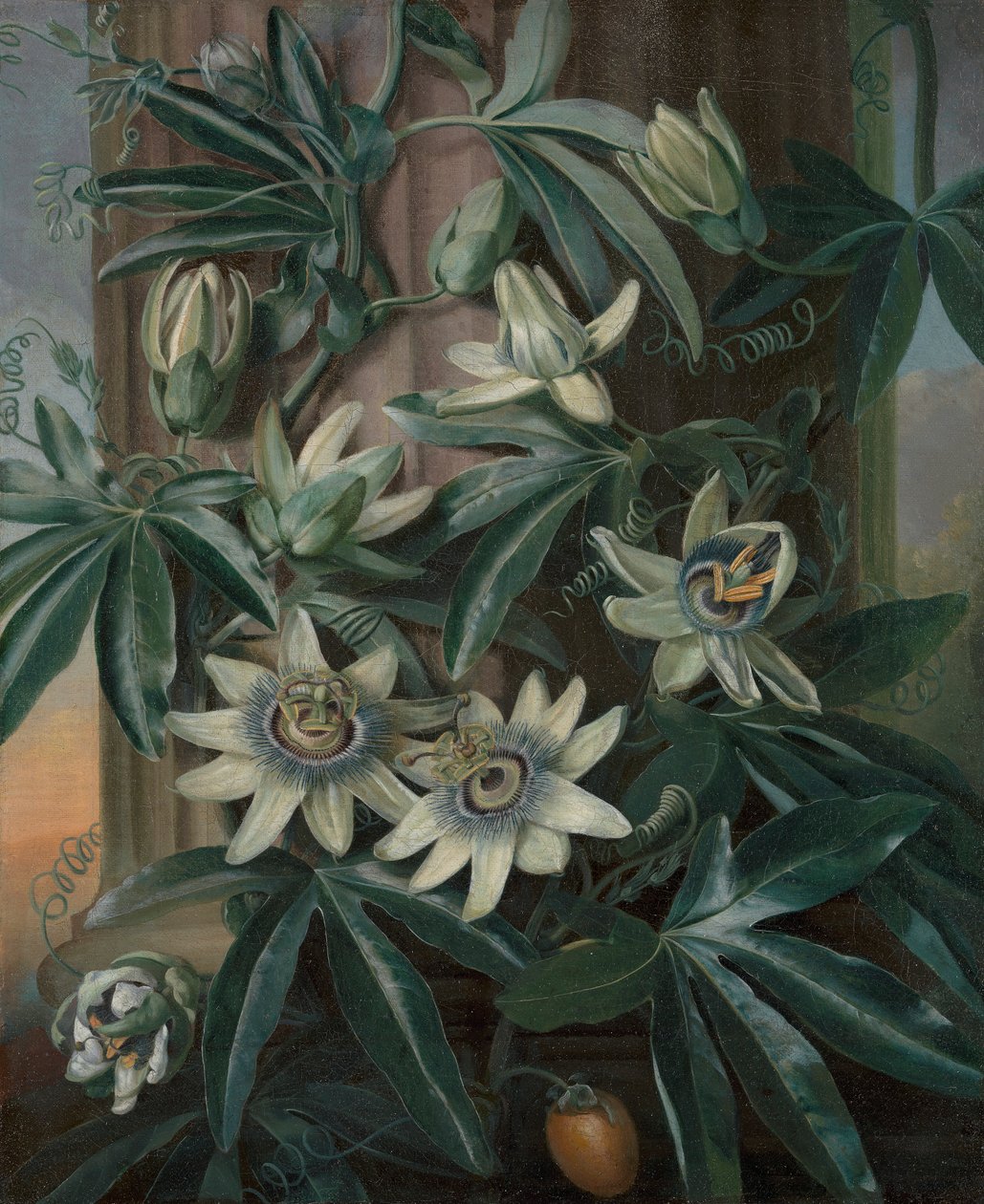 The Blue Passion Flower, for Robert John Thorntons Temple of Flora (London, 1799–1812) av Philip Reinagle