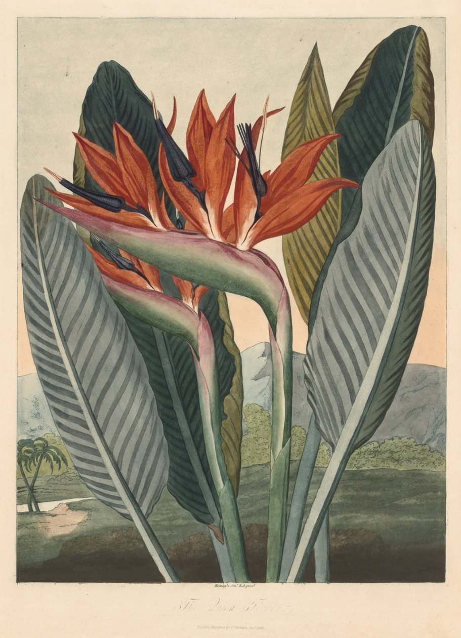 Floratemplet; eller Garden of Nature: The Queen Flower av Philip Reinagle
