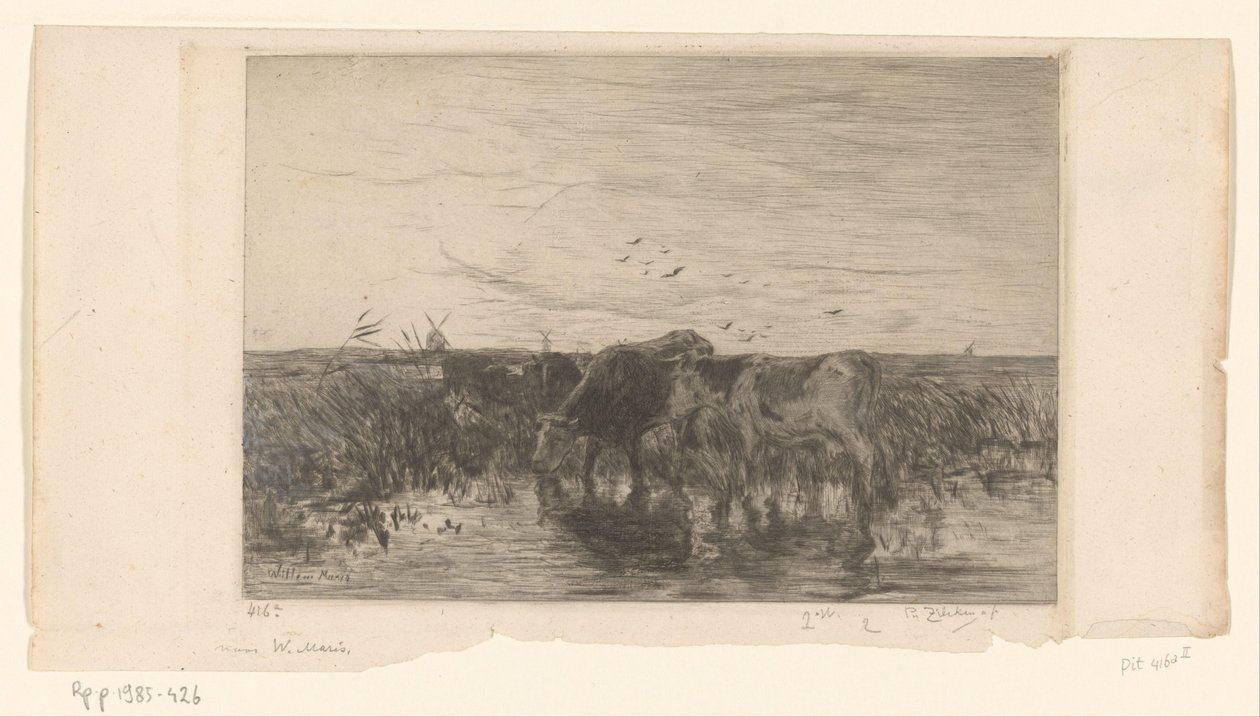 Kyr nær vann i en eng Vaches au bord de l