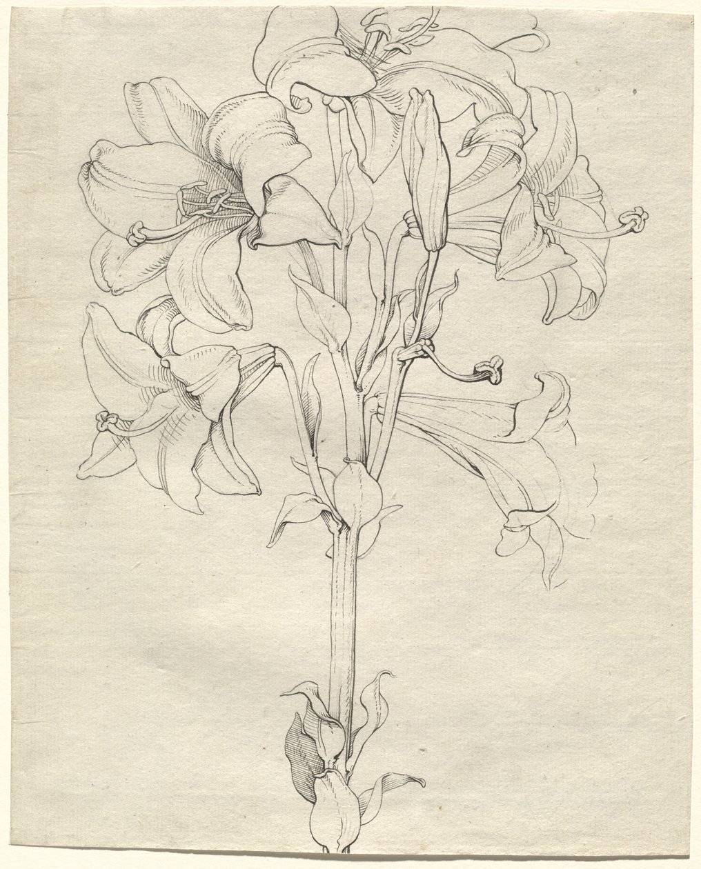 En stilk av liljer med seks blomster av Philipp Otto Runge