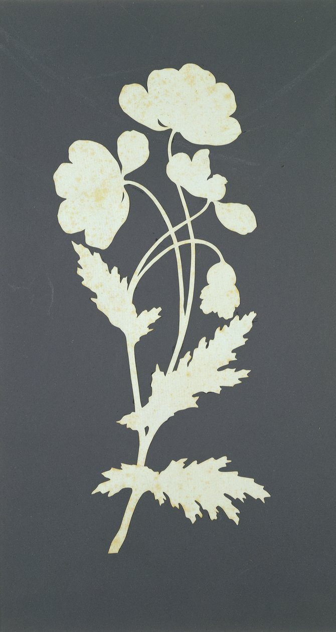 Blomst (collage på papir) av Philipp Otto Runge