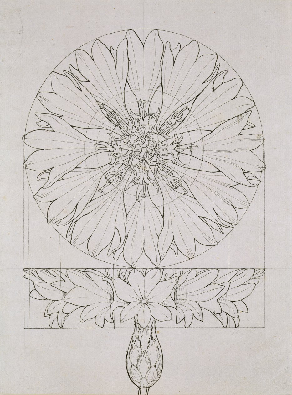 Study for a Cornflower, 1808 (penn og blekk på papir) av Philipp Otto Runge